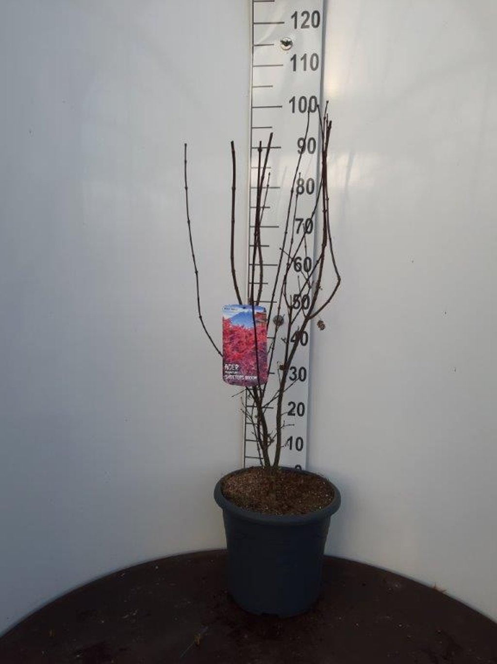 Acer pal. 'Skeeter's Broom' - C15 100-125 CM